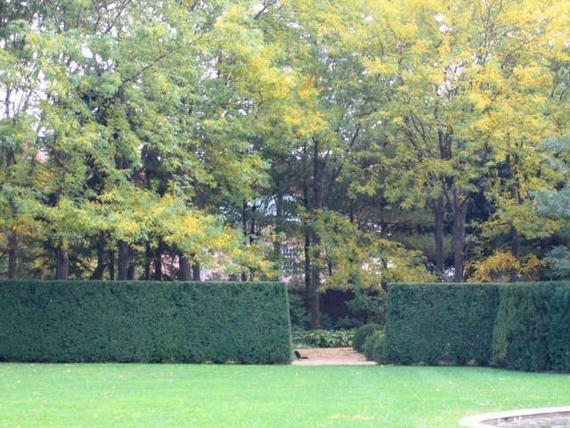 midwestern estate: yew hedges and locust trees in the fall.: allée of locu 11