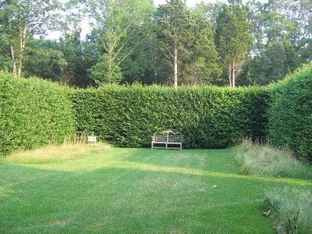 long island: hornbeam hedges.: formal, clipped hornbeam hedges provide contrast 10