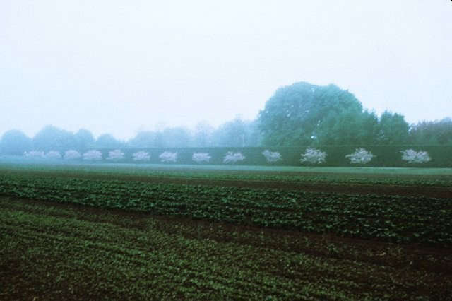 long island: 500 foot allée of crabapple trees. photo: © deborah nevi 13