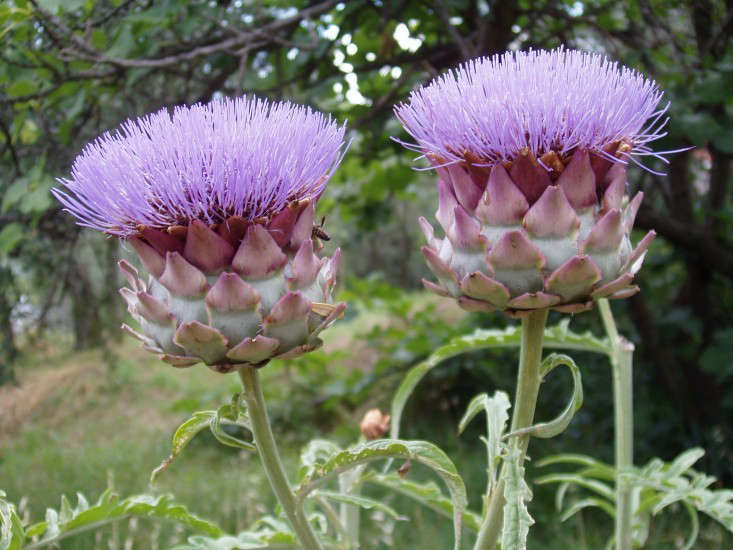 globe artichoke flower by Stan Dalone Gardenista