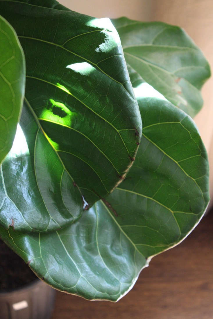 fiddle  20  leaf  20  fig  20  leaf  20  closeup