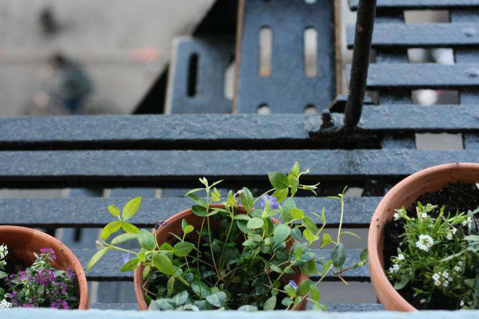 700 vinca in pots on fire escape