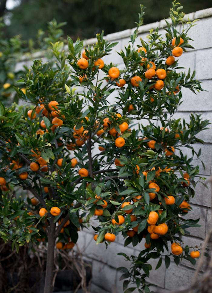 700 kishu mandarin orange tree