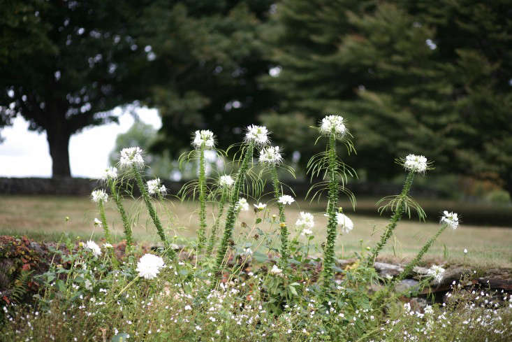 from white flower farm&#8\2\17;s barb pierson, spring ahead: \10 tips  17