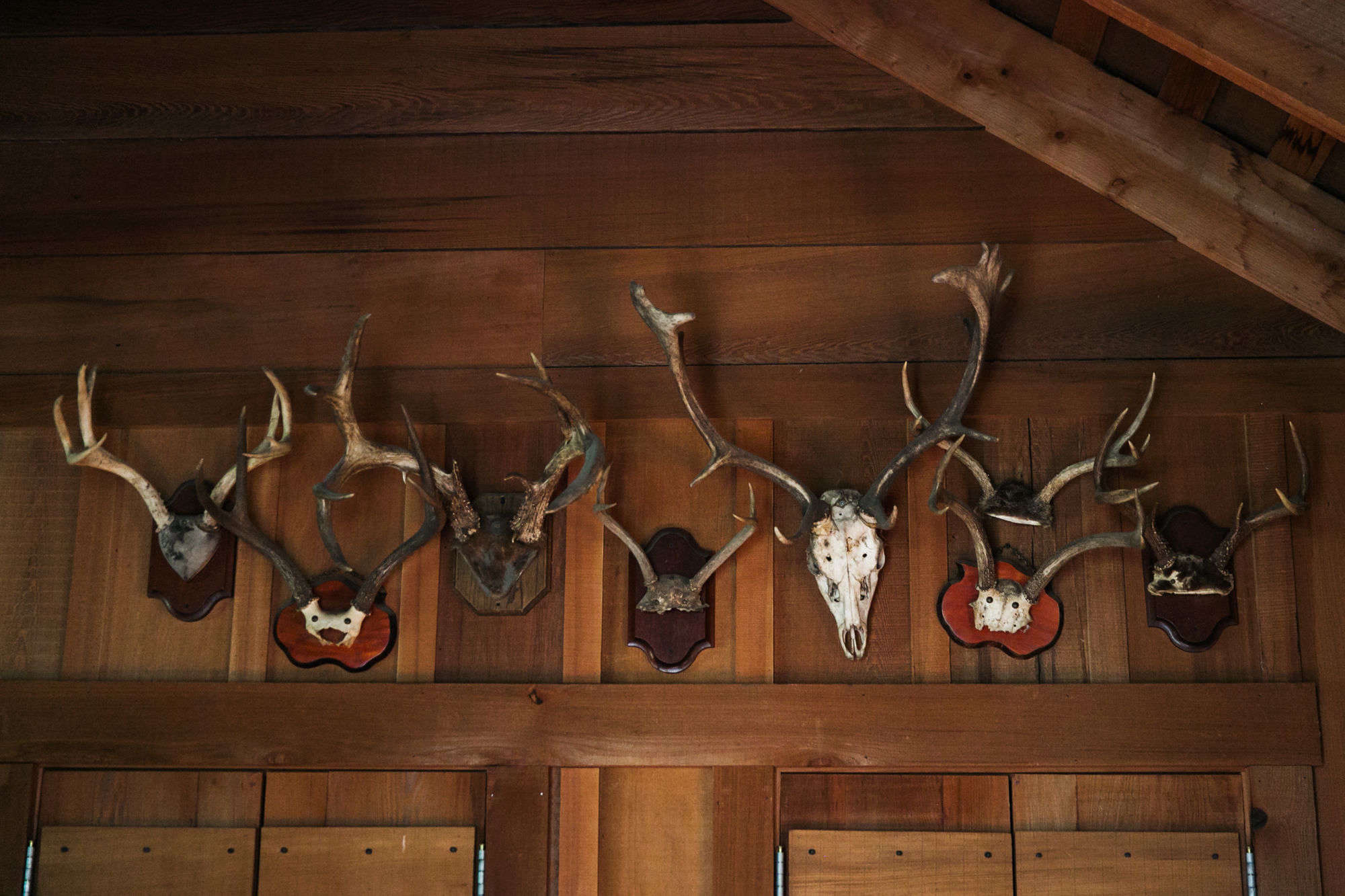 collections of antlers and taxidermy. 24