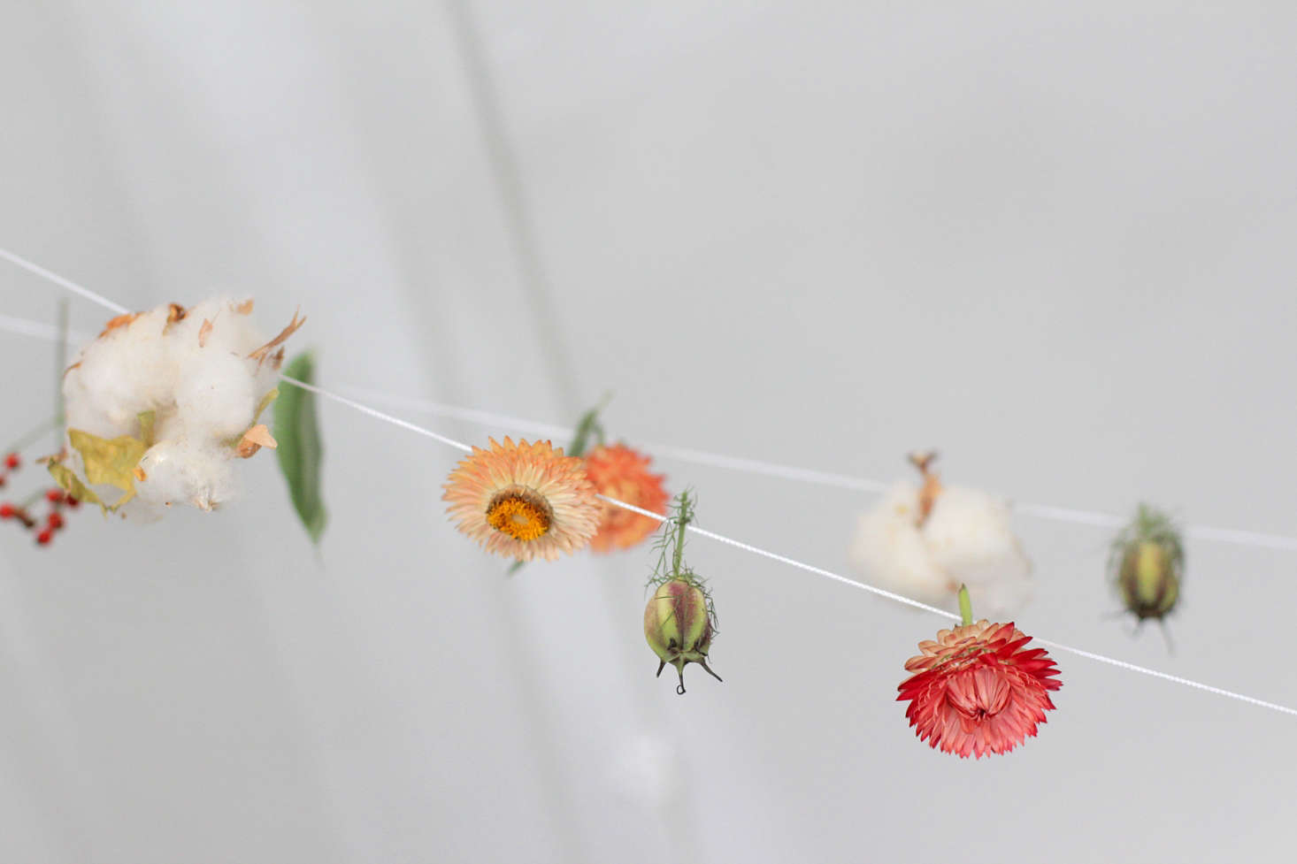 Found seed pods interspersed with berries and dried cotton.
