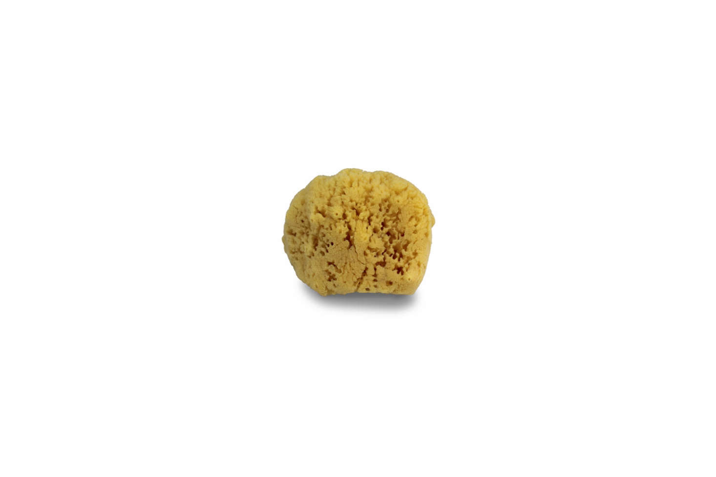 The Swissco Natural Sea Sponge is $.99 at Bed, Bath & Beyond.