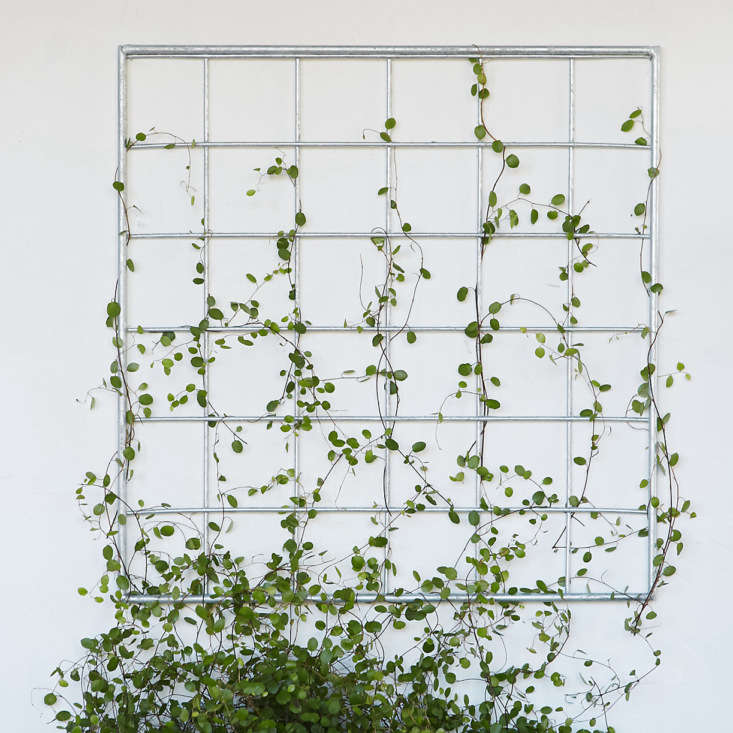  everything you need to know about trellises, answered. 19