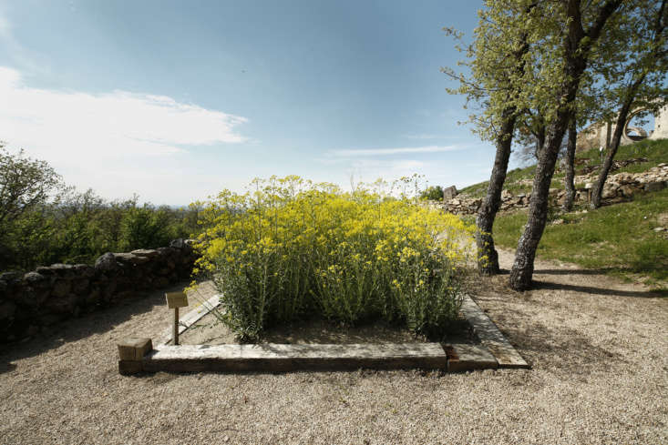 isatis tinctoria, or woad, produces a blue dye. 23