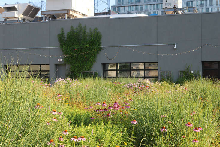 in addition to a vegetable patch, the rooftop garden atop vice media in william 29