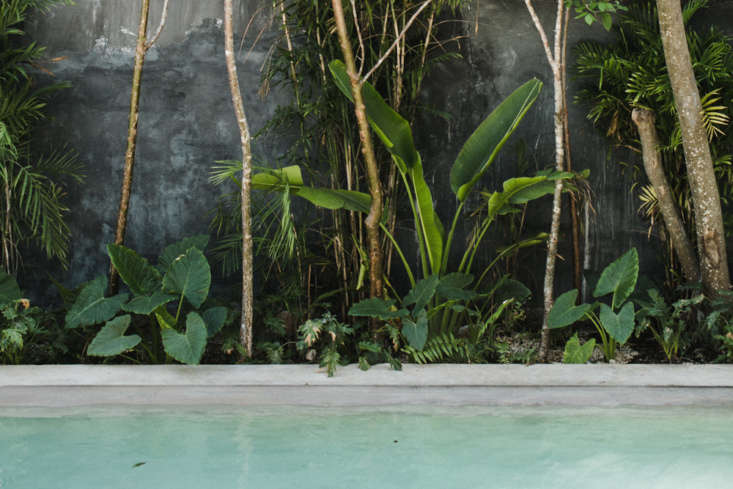 a saltwater pool, blackened plaster wall, and lush foliage make for a pretty pa 27