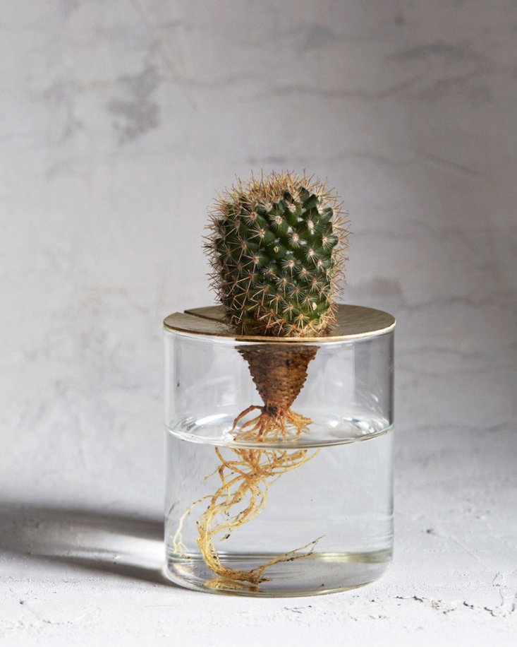 terra vision glass vase brass top