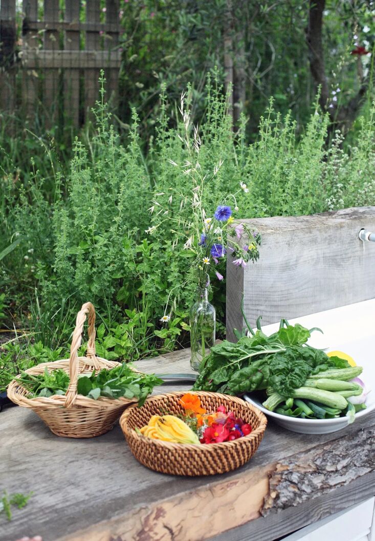 fresh picked produce, for dinner. photograph by lottie hampson. 33