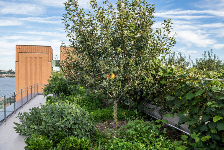 above the javits center, a food forest thrives in three feet of soil, courtesy  31