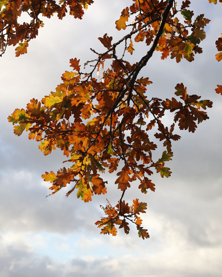 oak leaves of all sorts are plentiful this time of year—just look up and on t 19