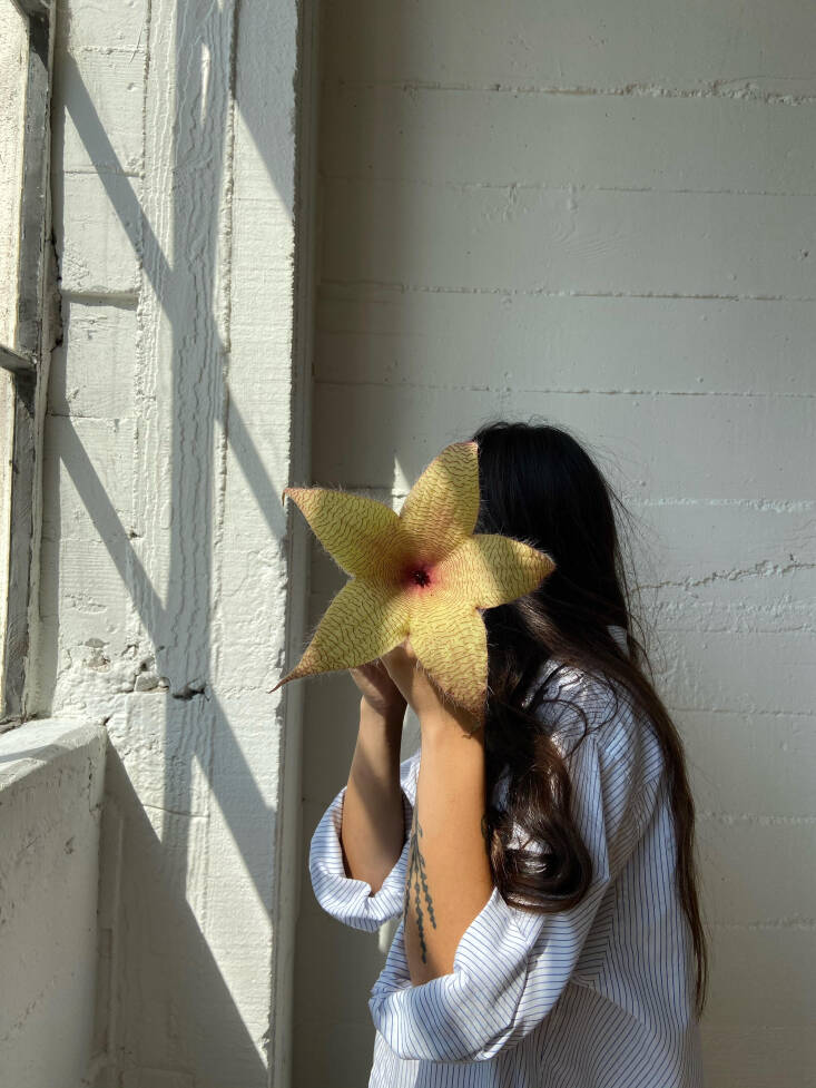 sophia has a few stapelia plants in her apartment. 30
