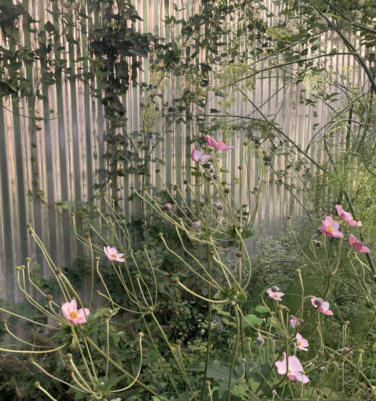 anemone robutissima. photograph by mary kang. 31