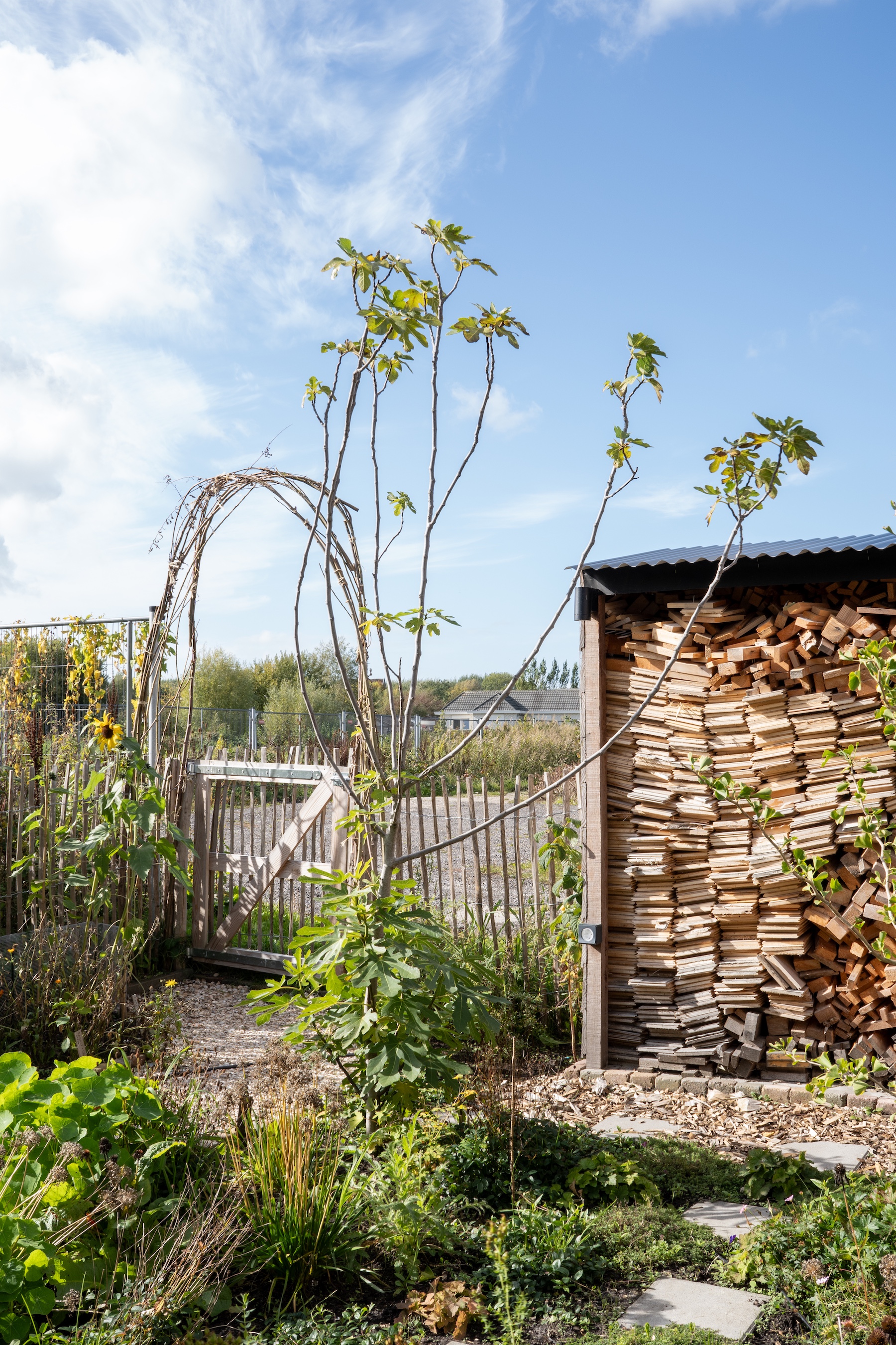 of the kindling stacked in the back of the house, aron explains, &#8\2\20;w 31