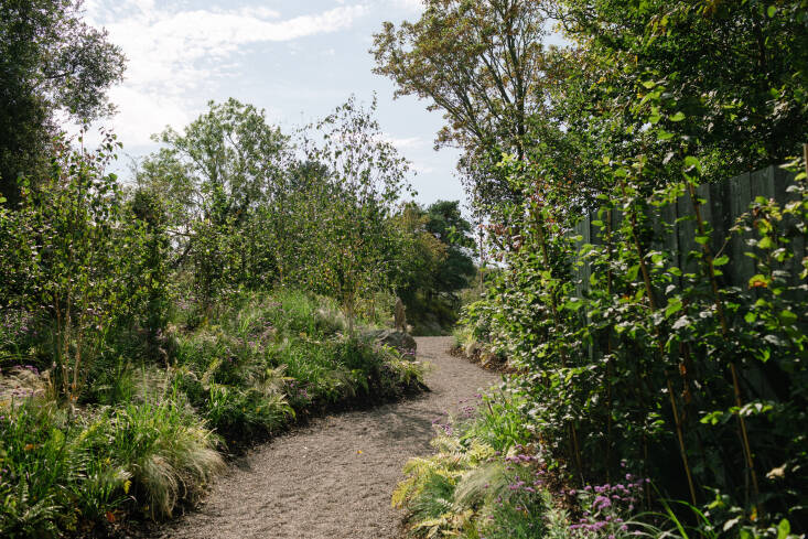 the landscaping team collected young willow, holly, and hawthorn saplings from 30