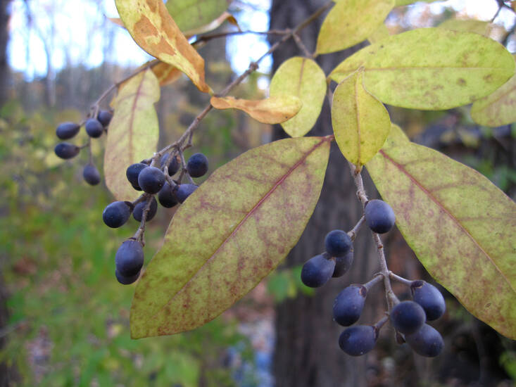 privet\2\17;s so pretty in a garland, but you might want to think twice 19