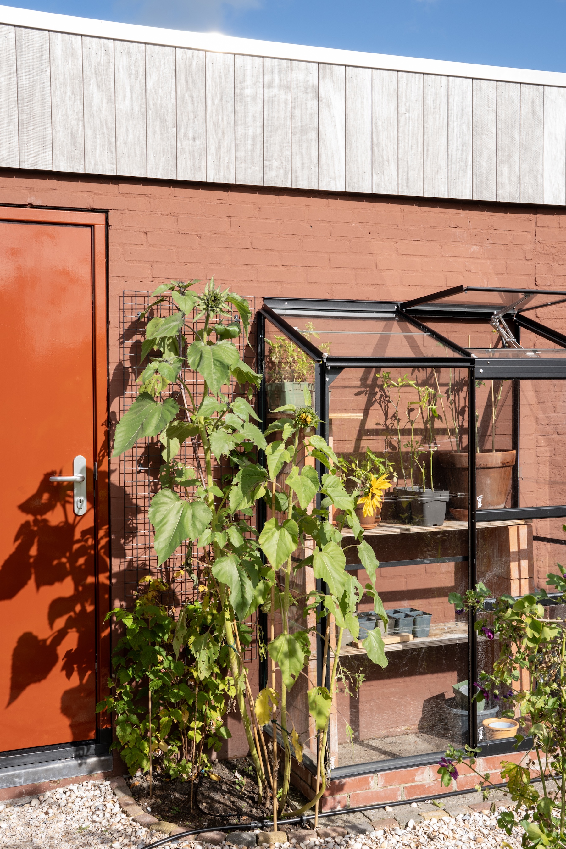 irene and aron have begun growing fruit and vegetables. they bought their small 30