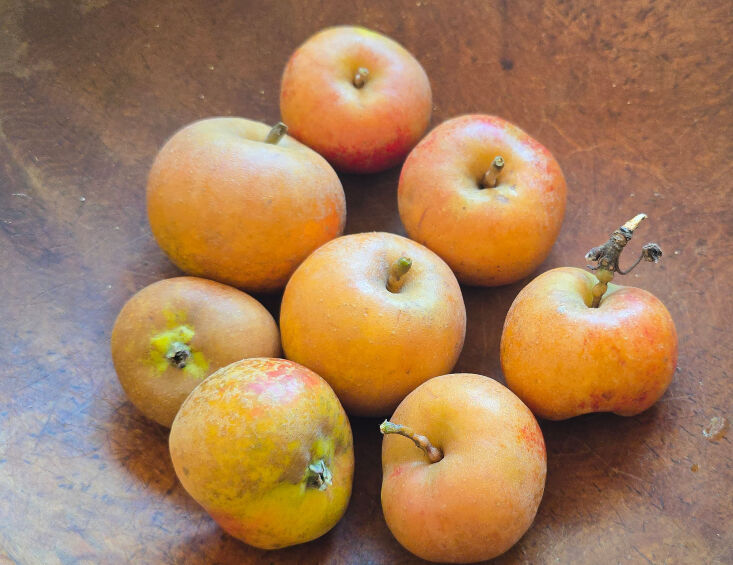 &#8\2\20;it&#8\2\17;s apple picking time in the northeast, and i couldn 35