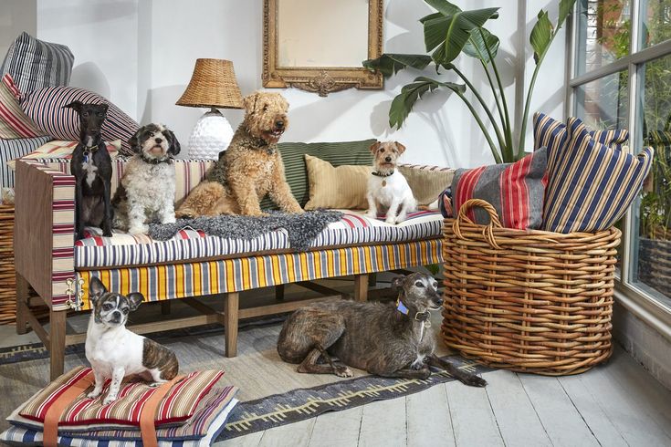 designer christopher howe of howe london is a celebrated canine lover. his cust 26