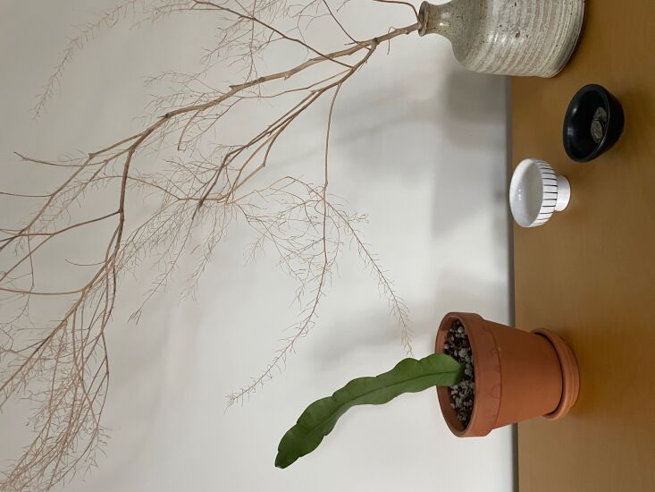 \2\20;melissa, a gardenista contributor, mailed me a cutting of her nigh 32