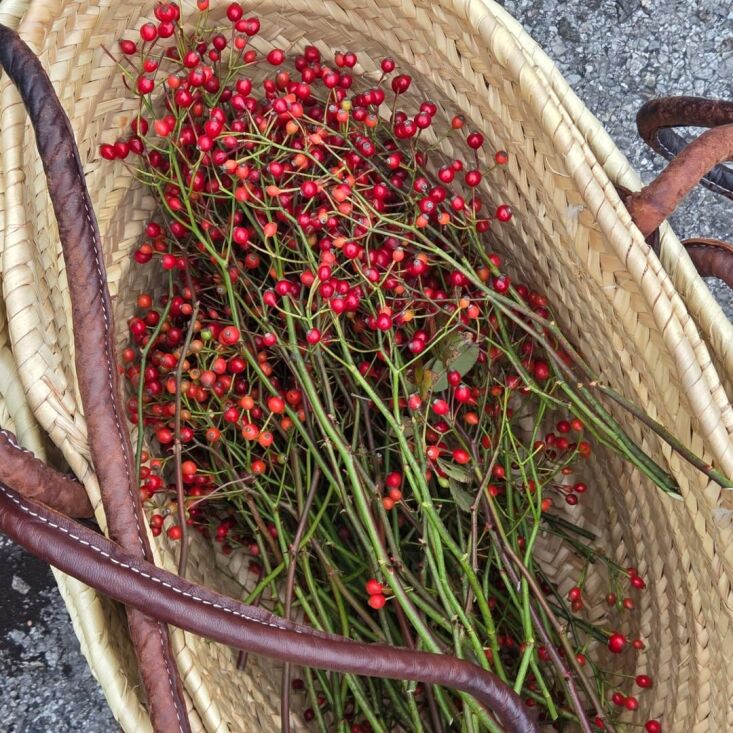 \2\20;rosa multiflora, a crimson tide of tiny rosehips at this time of y 31