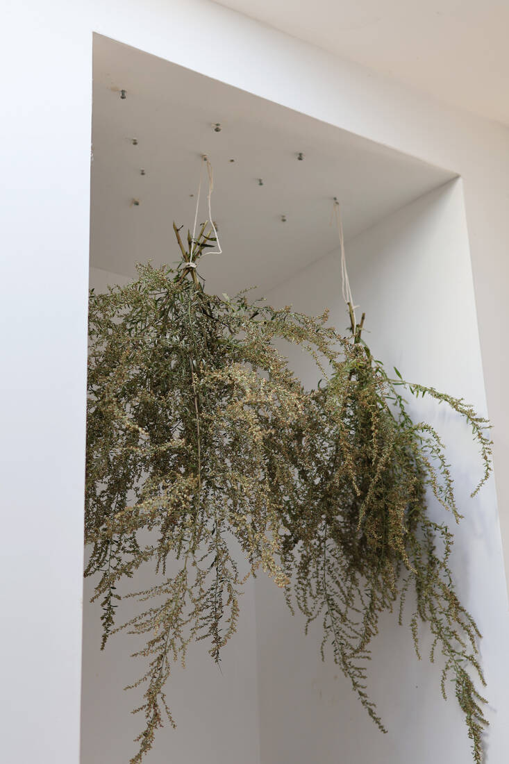 \2\20;now is the time to collect and dry this wild herb’s aromatic flo 19