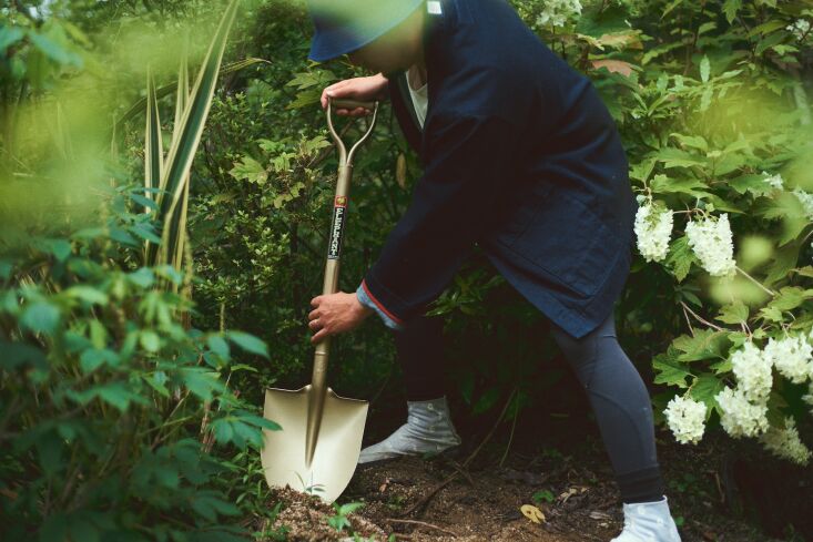 golden spade niwaki