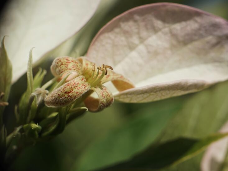 \2\20;betsy harris is a naturalist whose exceptional botanical photograp 29