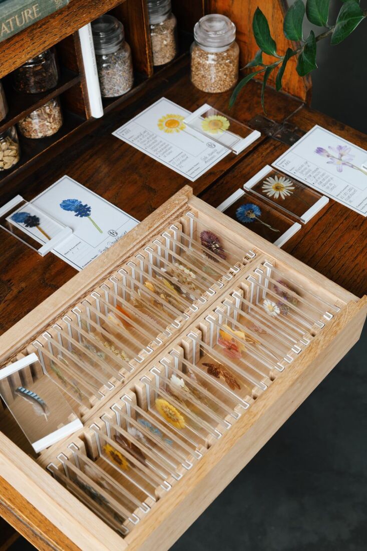 \2\20;i love this flower collection box—the little glass slides are so 30