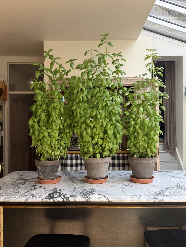 you can learn all her basil growing tips here. 31