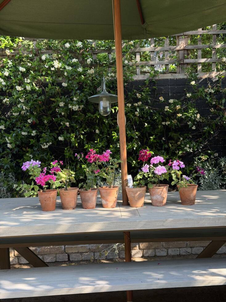 vintage pots. in the background, star jasmine climbing a wall. 32
